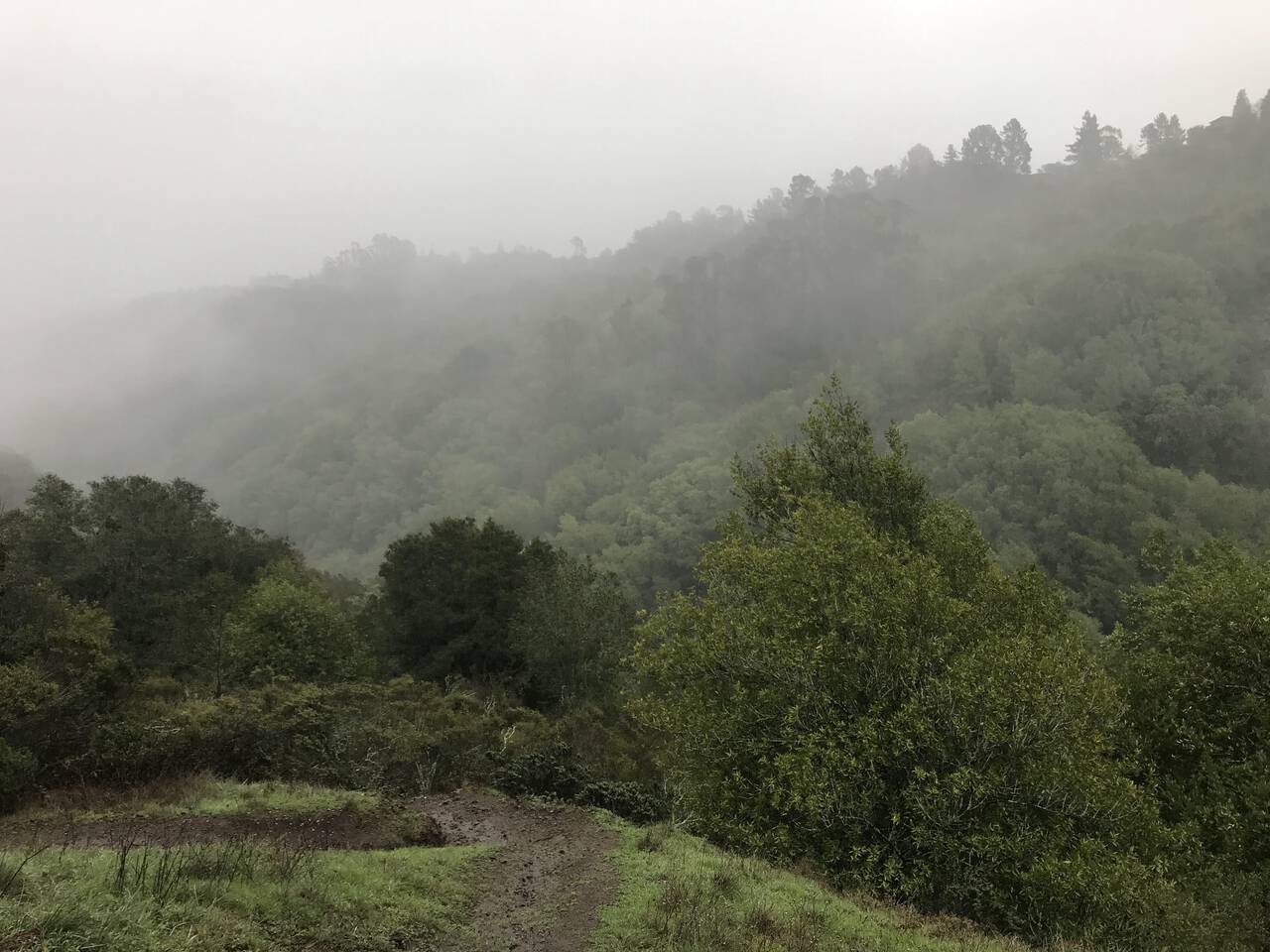 Looking across Huckleberry Regional Preserve, we see redwood treetops shrouded in fog