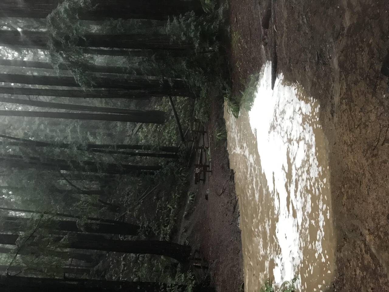 Water rushes through the bottom of the valley in Redwood Regional Park. A creek that is normally dry is now about 20 feet across