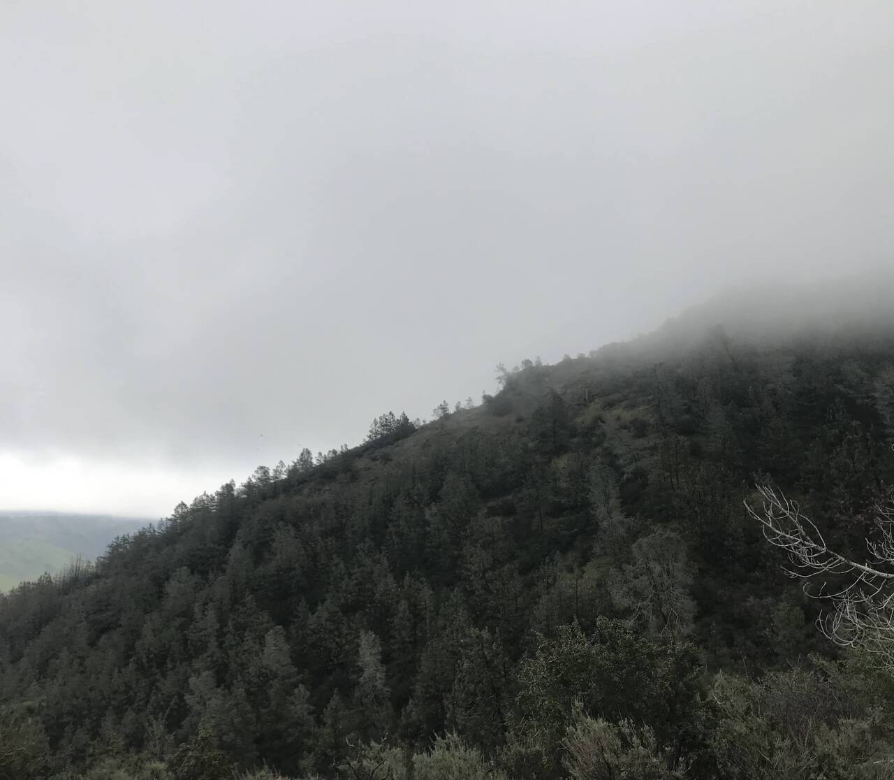A tree-covered hillside disappears into the clouds