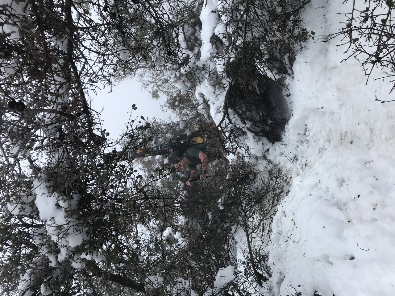 A skier ascends the trail, crawling through brush