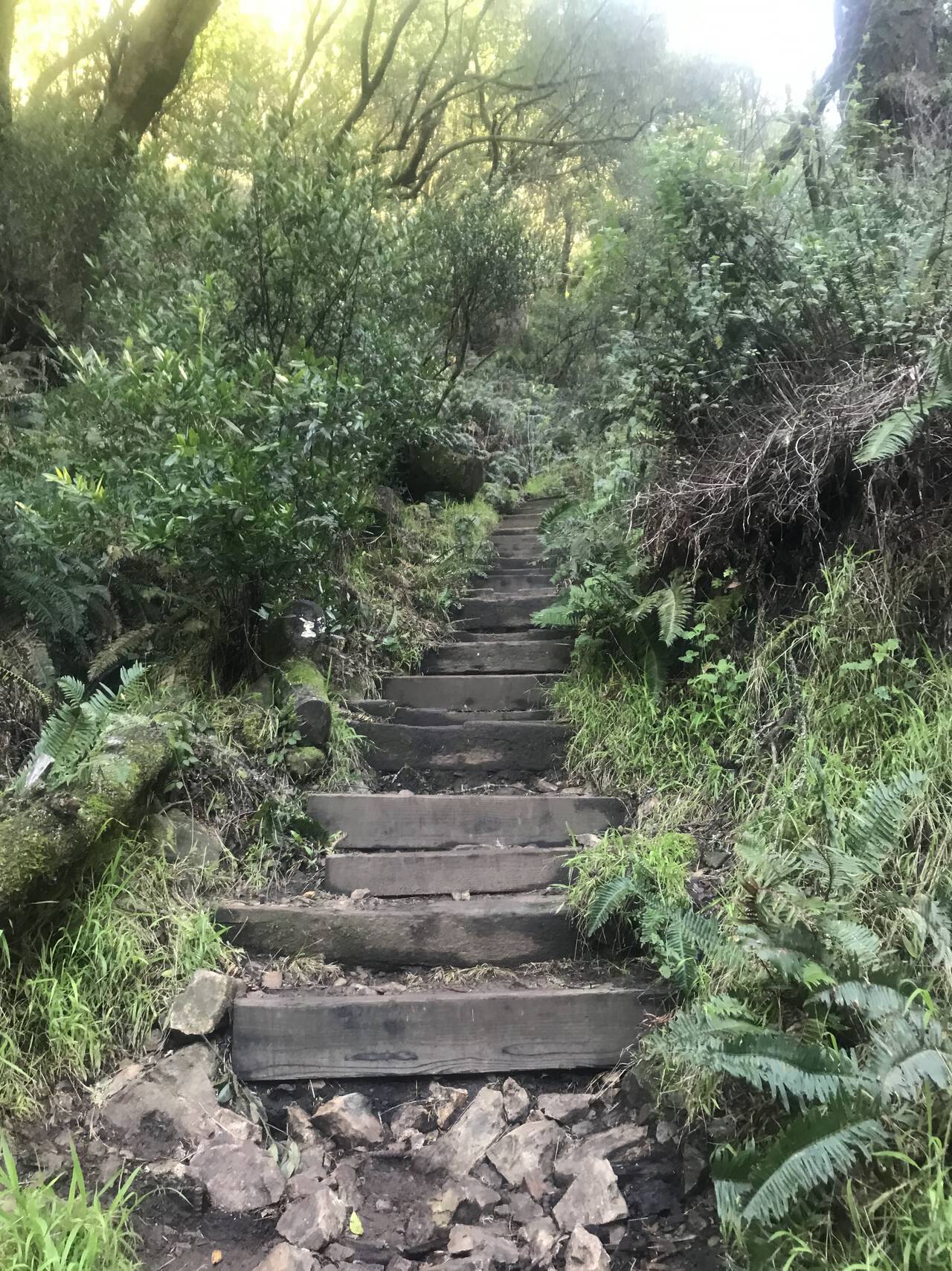 Plant growth encroaches on a line of wooden stairs held in place with rocks