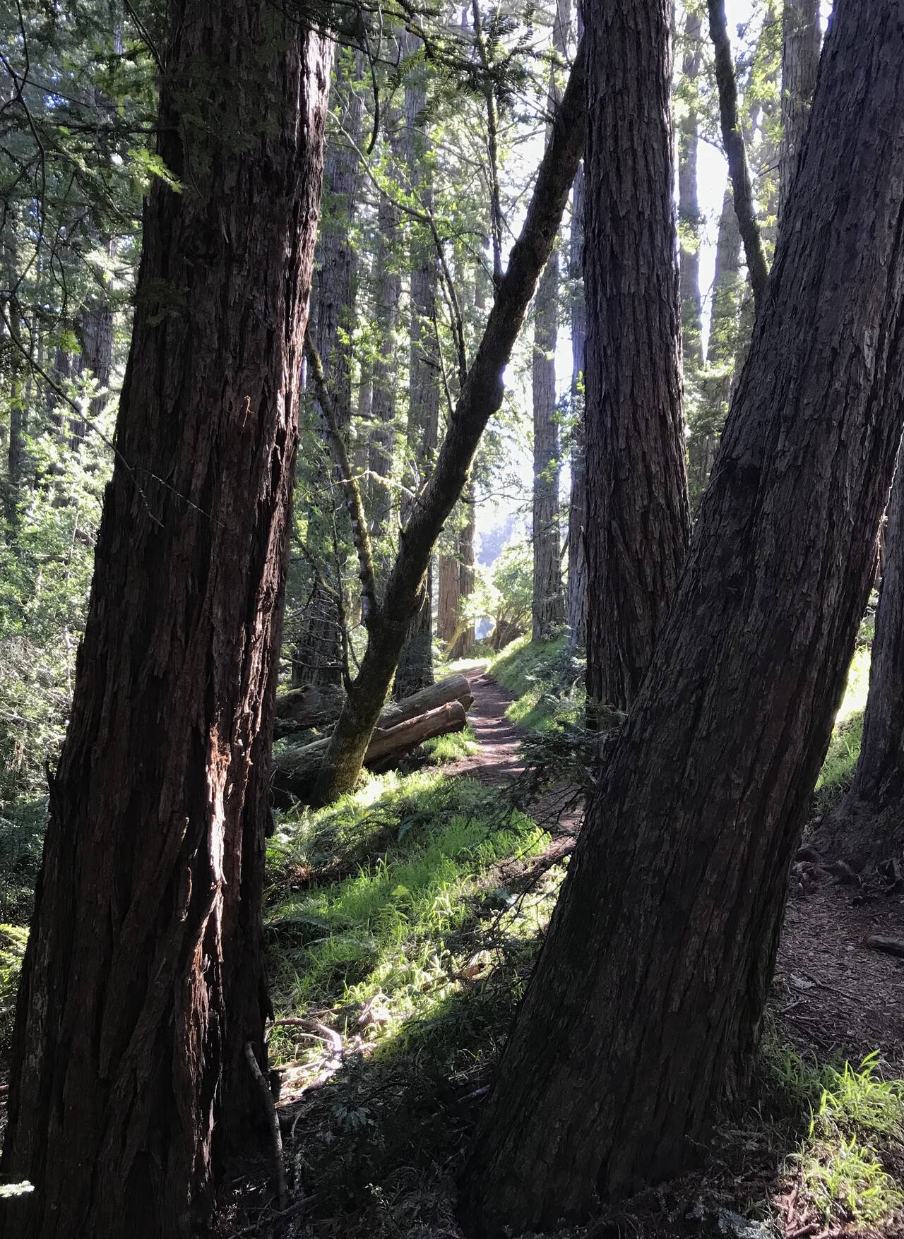Angled redwoods in the foreground frame a sunlit trail which extends into the forest