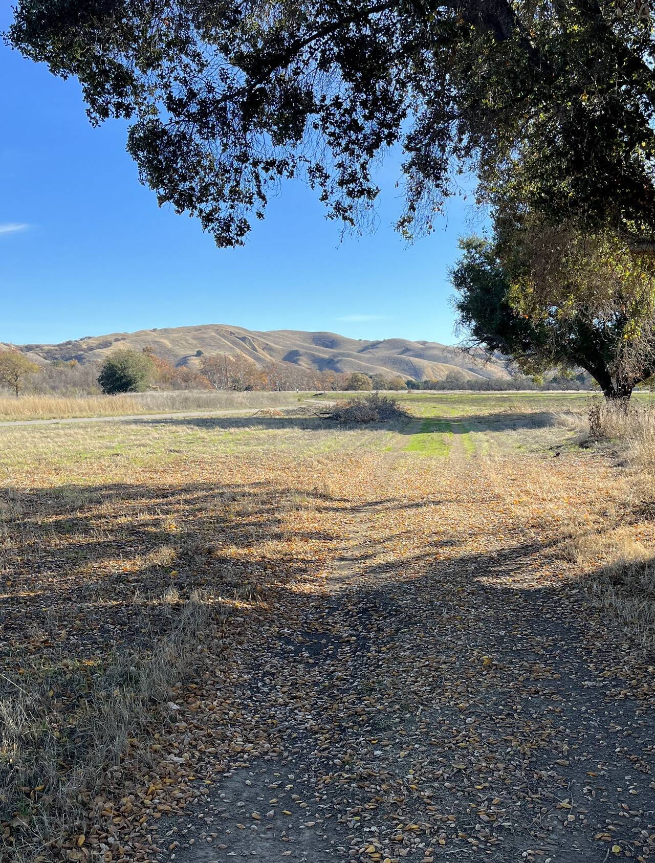 Trees and shade on the plains of Sycamore Grove Park