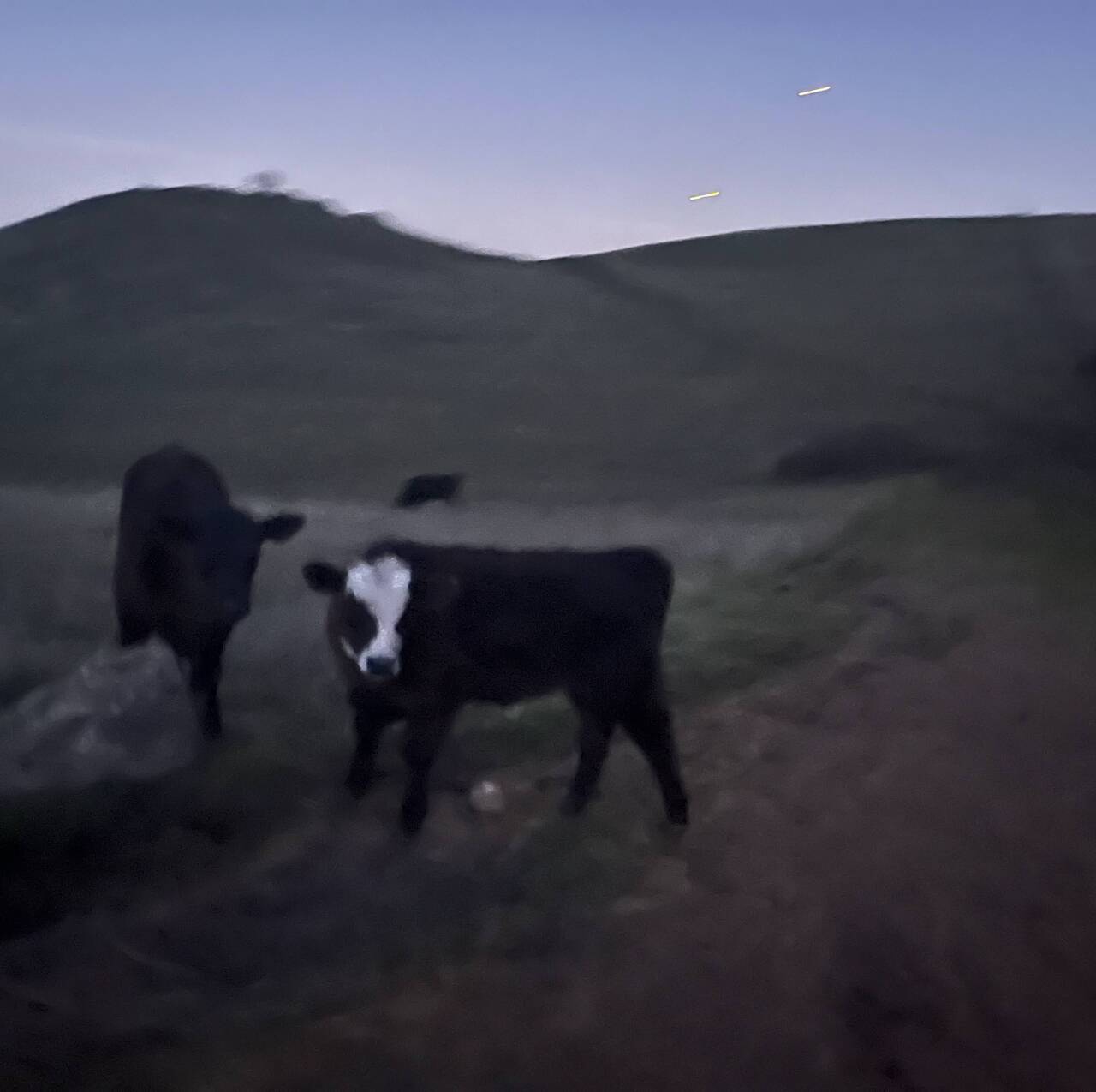 A cow stares at me in the fading light