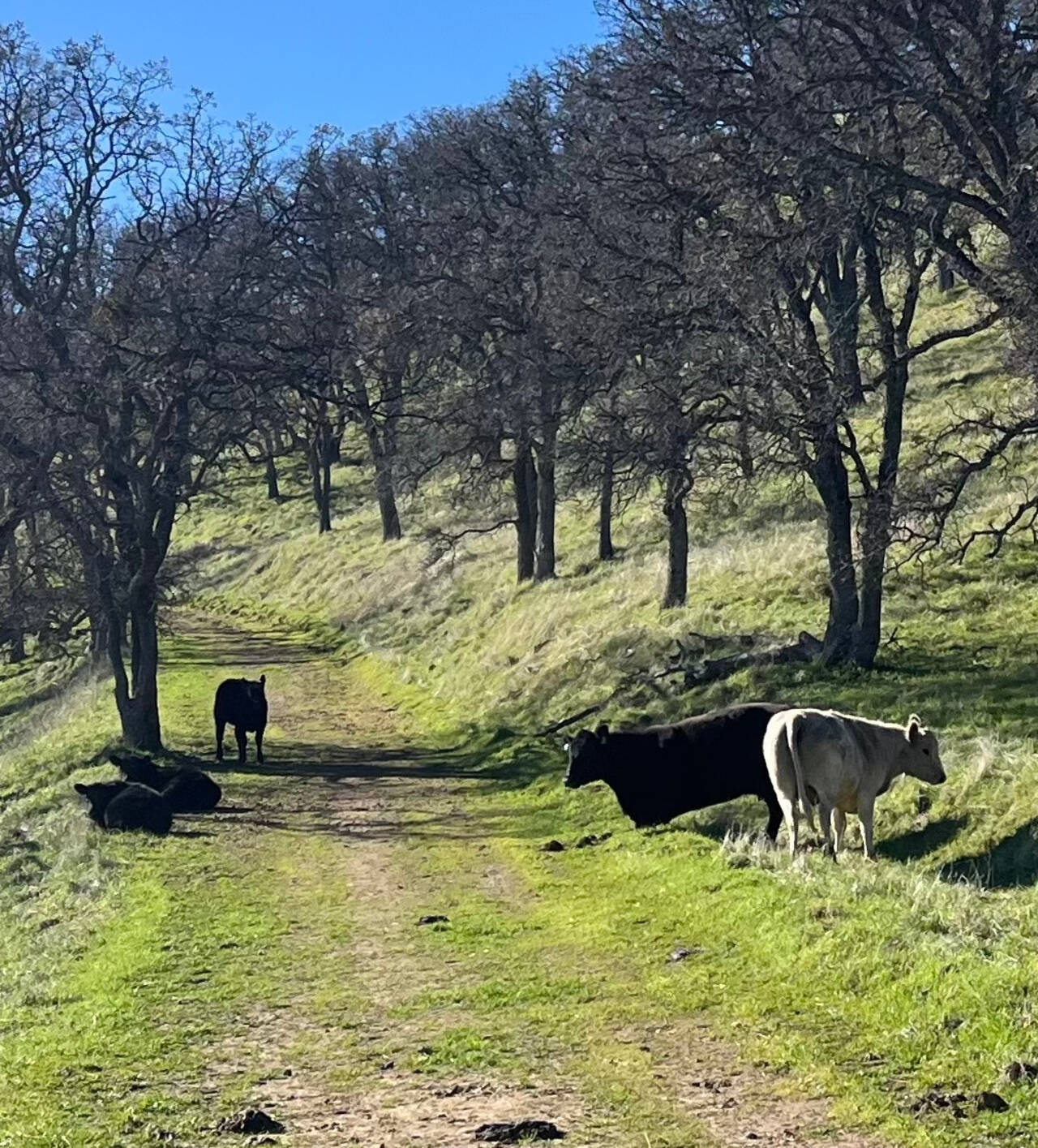 A trail ascends a hill through rows of trees. Five cows sit along both sides of the trail.