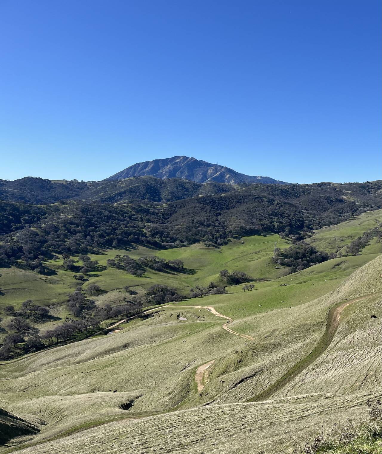 A line of hills, grassy in the foreground and tree-covered beyond that. Mount Diablo sits on the horizon.