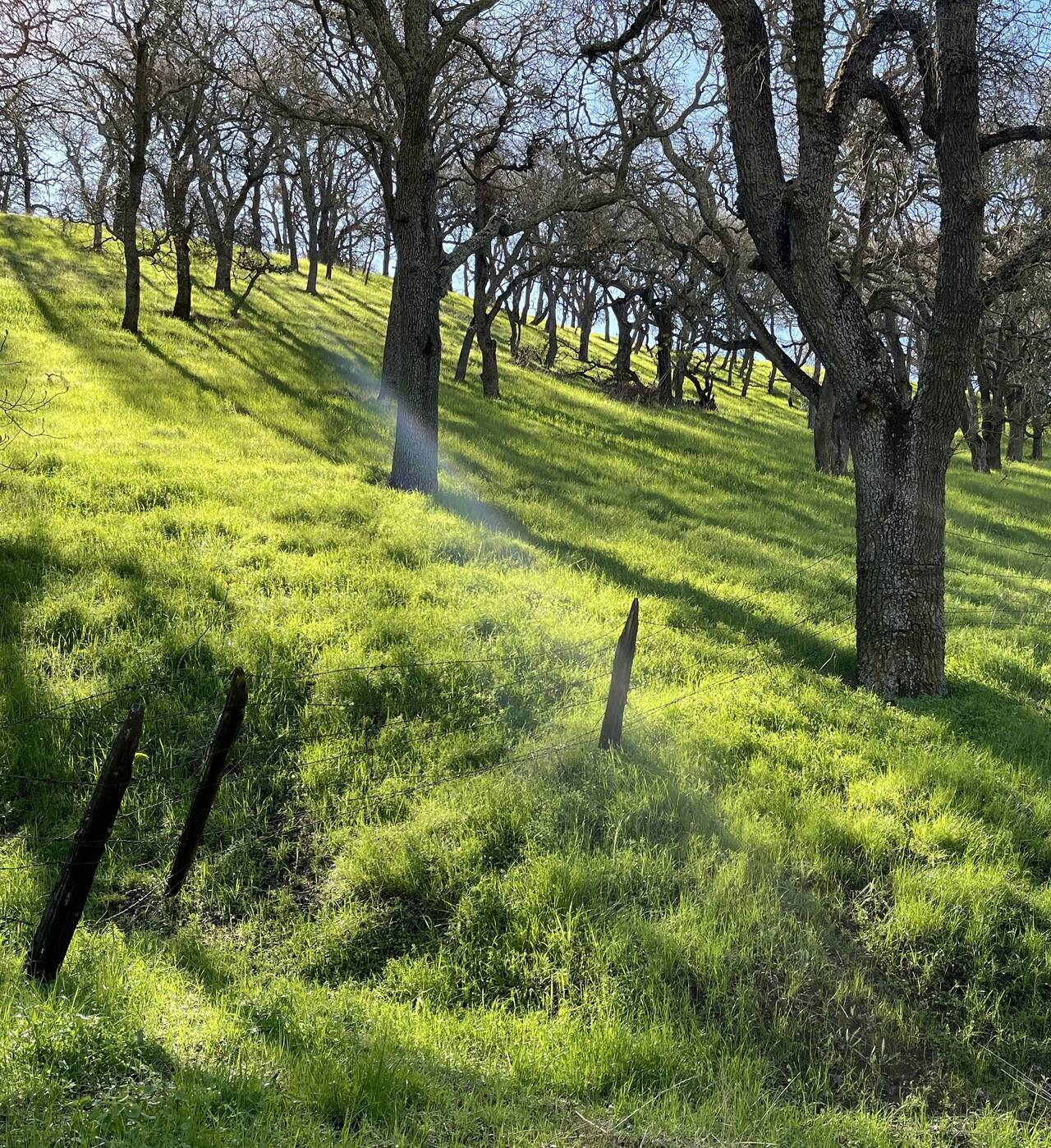 A sloping, grassy hill with orchard-style trees is backlit by sun.