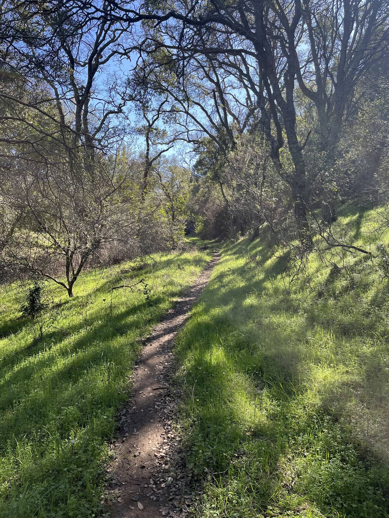 A pleasant, shaded trail winds through a grassy, tree-lined meadow.