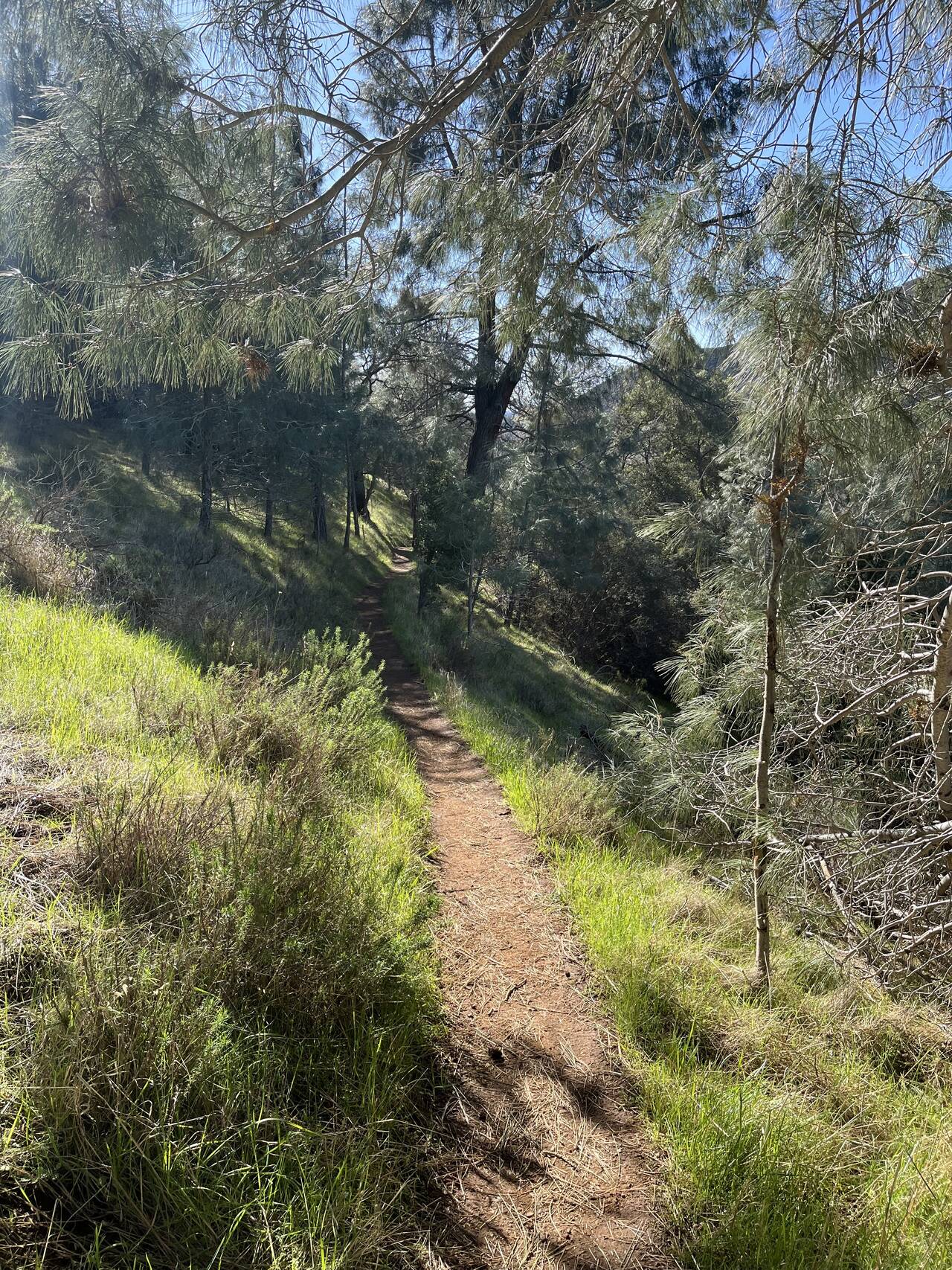 A trail winds through a grassy meadow along a sloping hill.