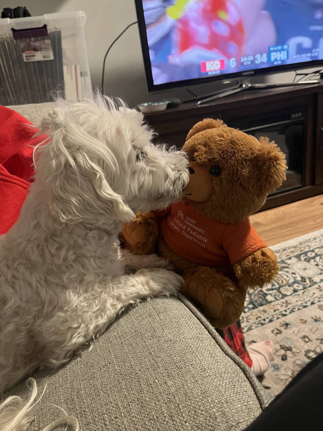 A dog watches the Super Bowl.