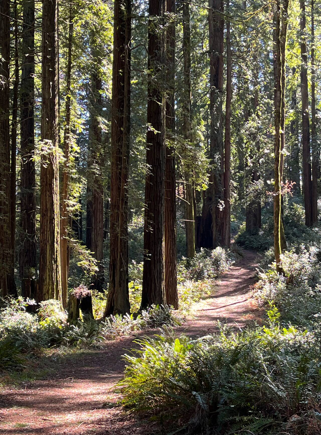 Tall redwoods line a gently-curving trail. Sun shines through the tree tops, illuminating the forest.