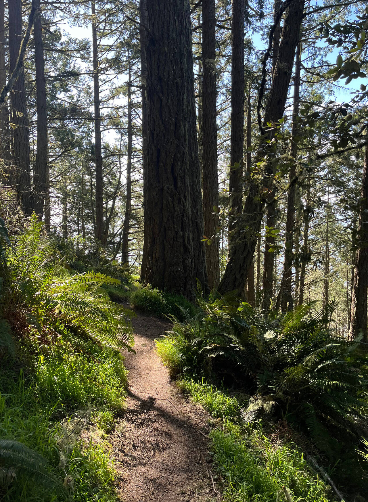 A redwood-rich descent to Stinson beach.