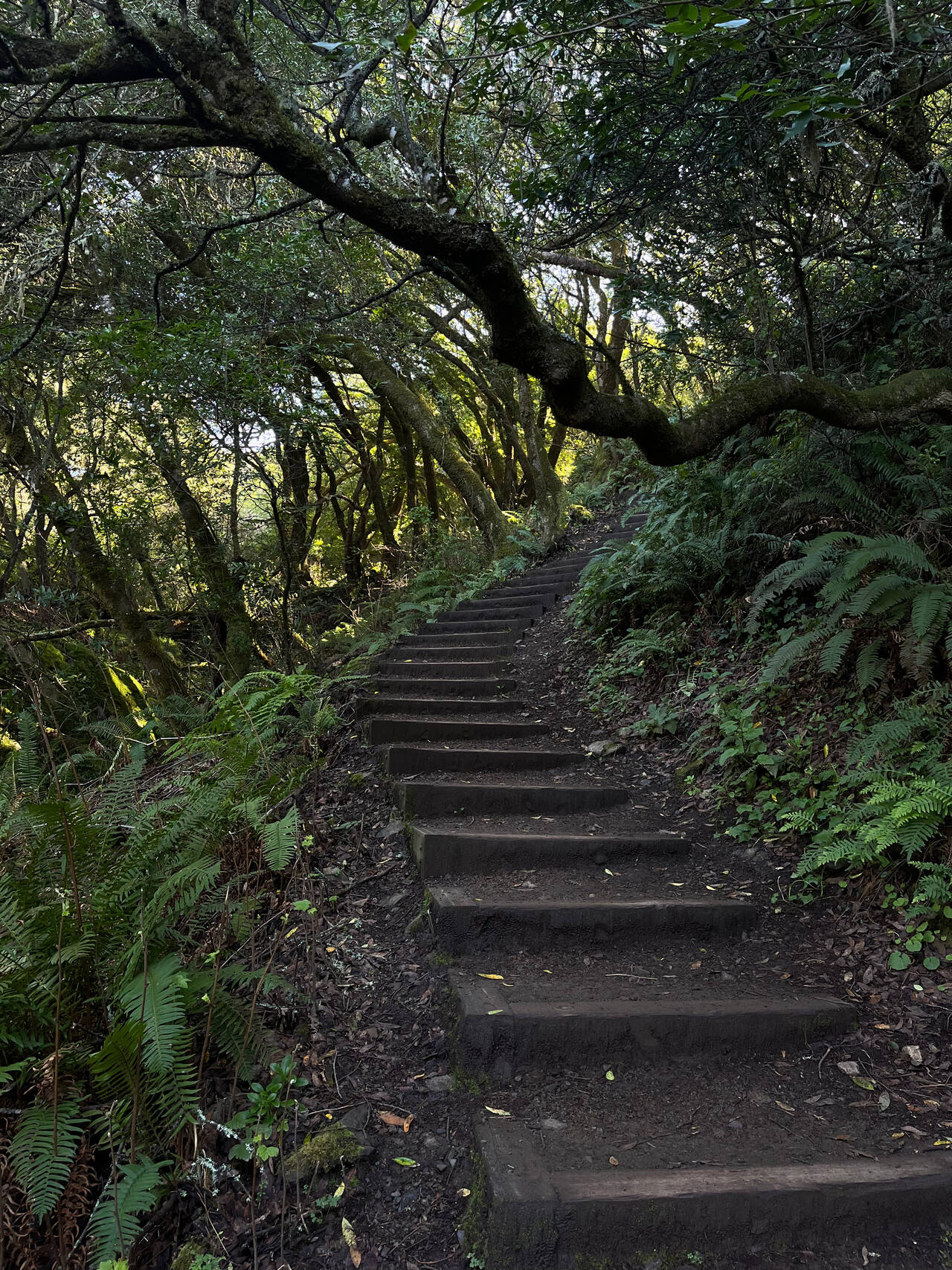 Stairs wind up a hill. Low trees provide shade.