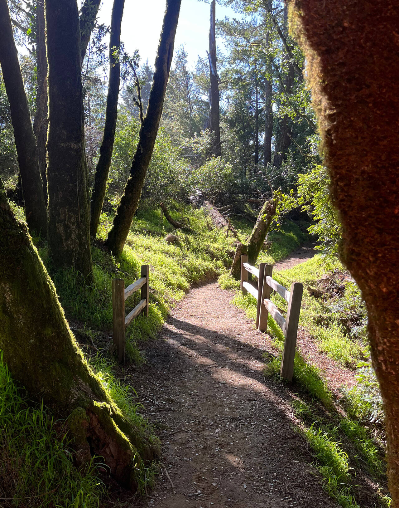 Sun illuminates a trail.