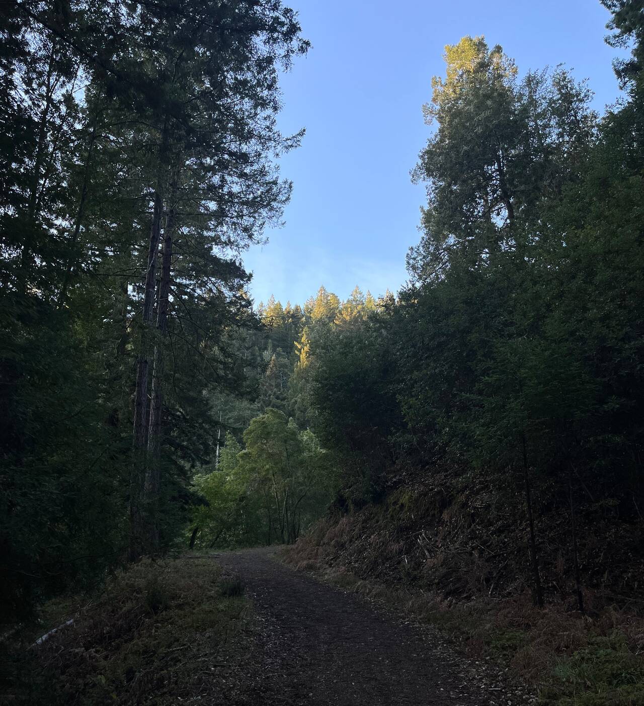 A trail ascends a hillside. THe sky is clear. Sun just touches the tips of the trees.