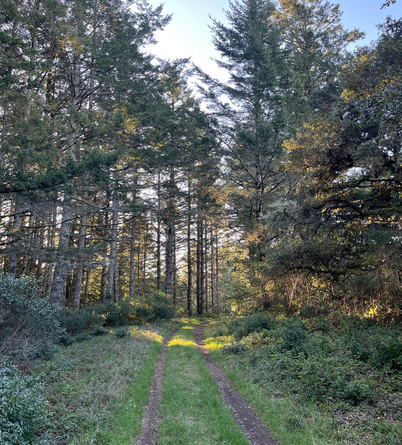 A trail disappears around a bend. Redwoods line the trail. Two deep tire ruts comprise the trail.