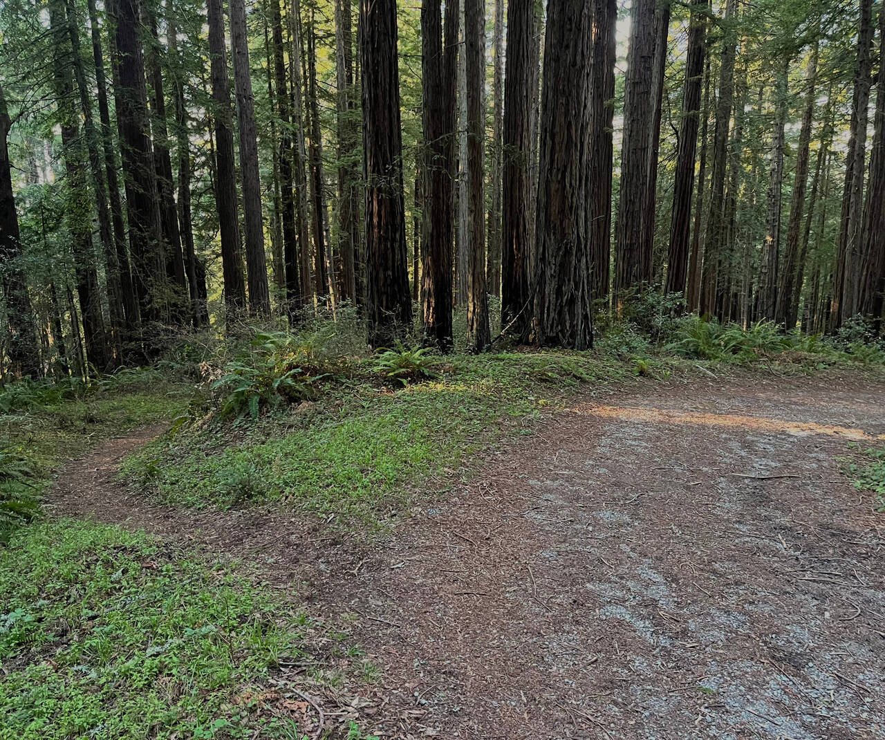 A trail descends a hill, bending to the right. A smaller trail cuts the switchback and continues forward.