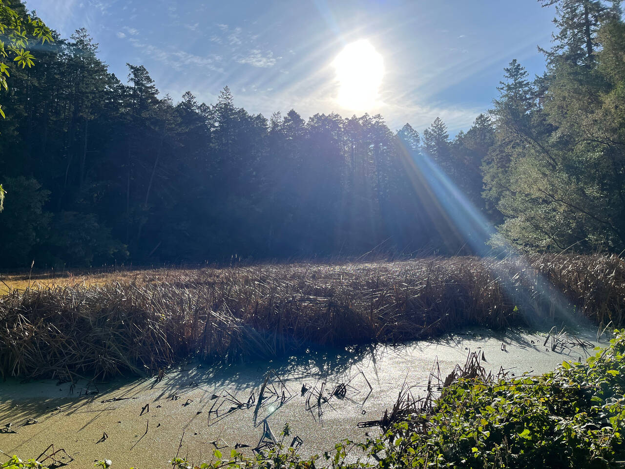 A mid-forest pond. The water is stagnant, green, and marshy. Redwoods line the edge of the pond.