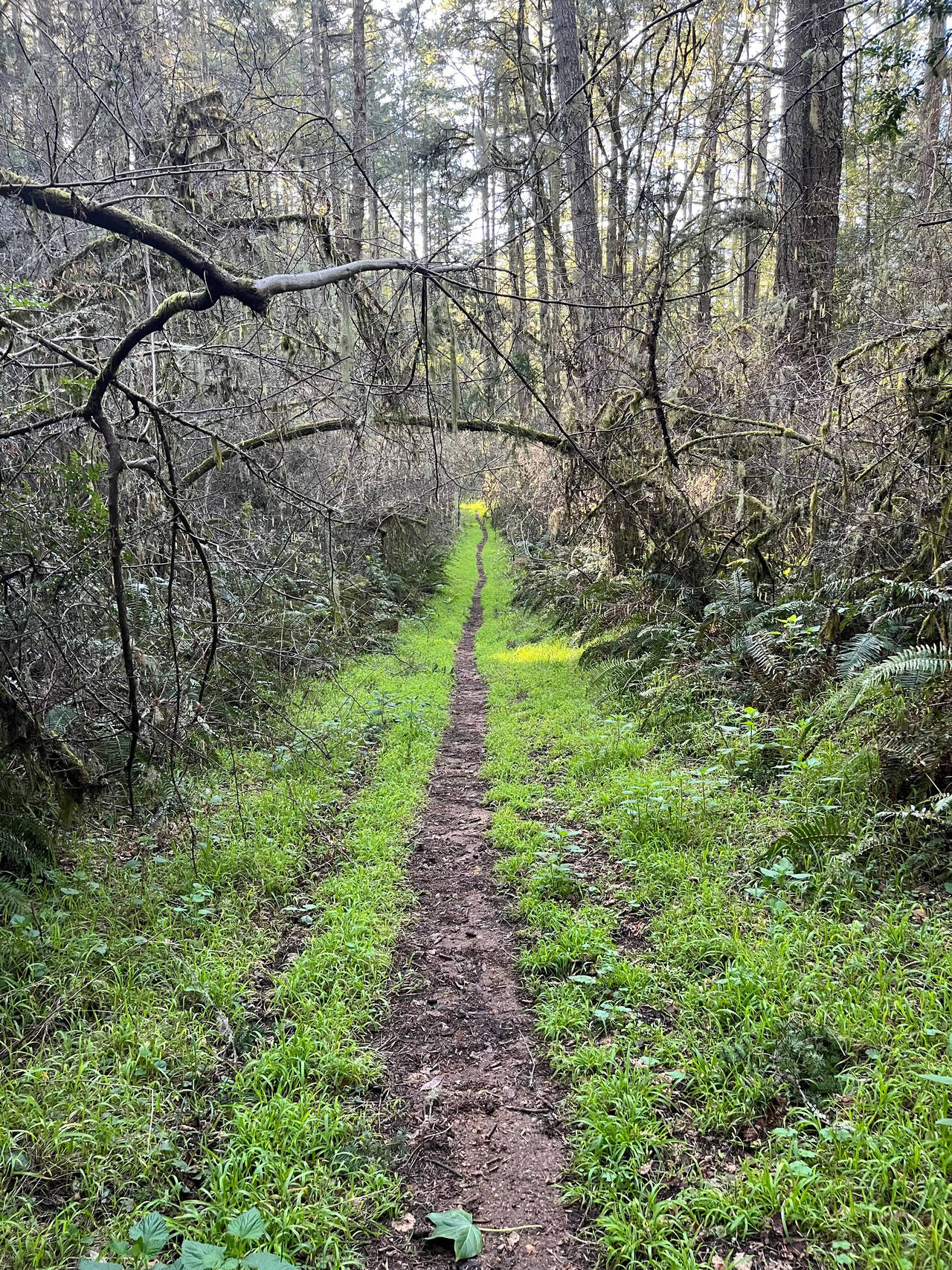 A straight brush-lined trail fades into the distance. Grass next to the trail is short and brilliant green.