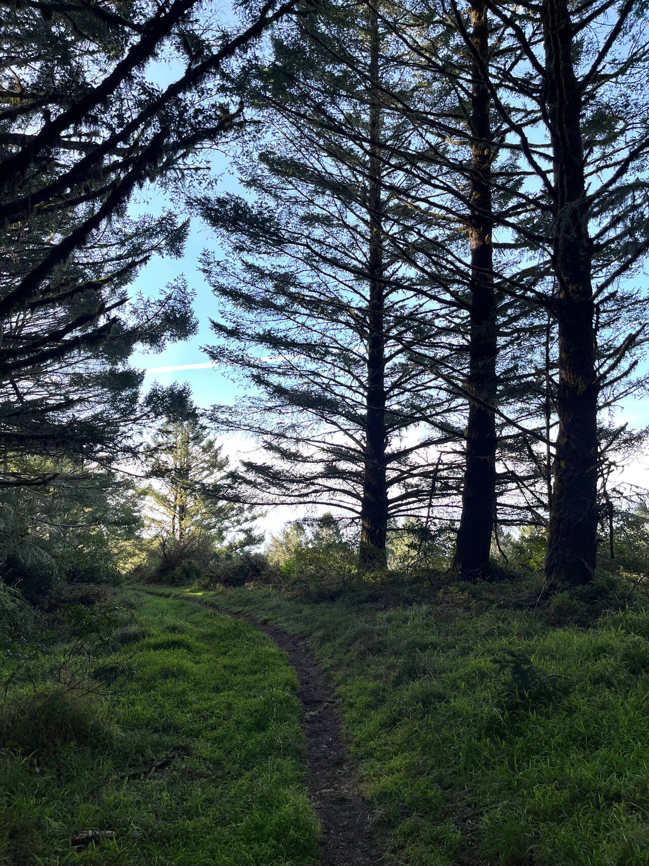 A trail curves left around a bend. Straight ahead, bright sky is visible beyond three pine trees.