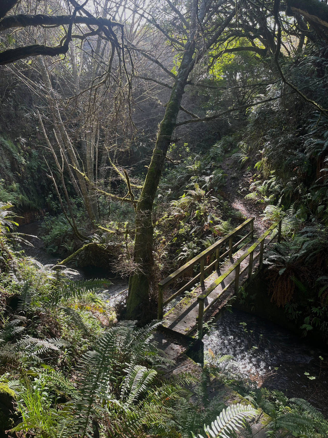 A bridge spans a narrow, fern-lined gorge.