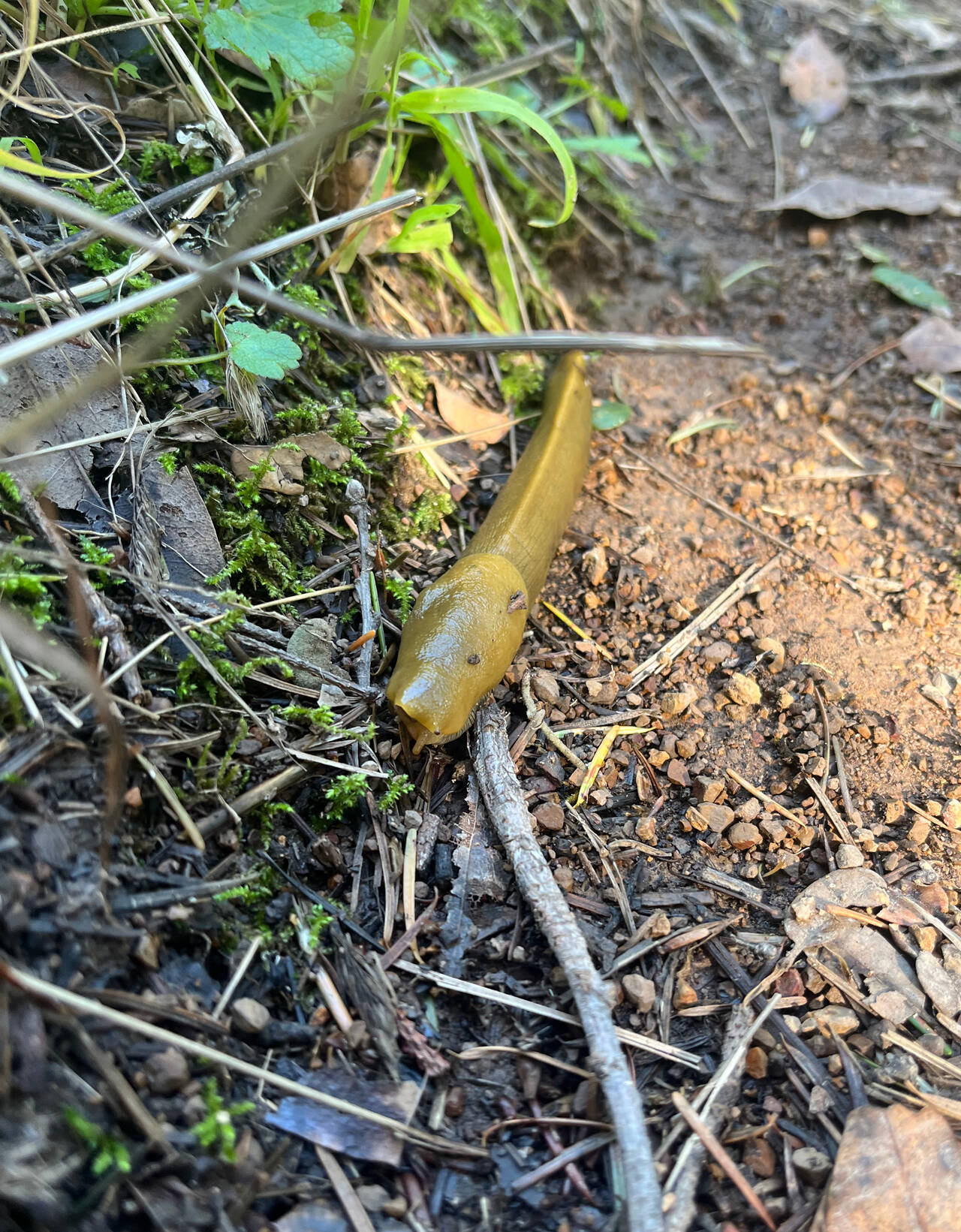 A large green slug sits among twigs, doing what slugs do.