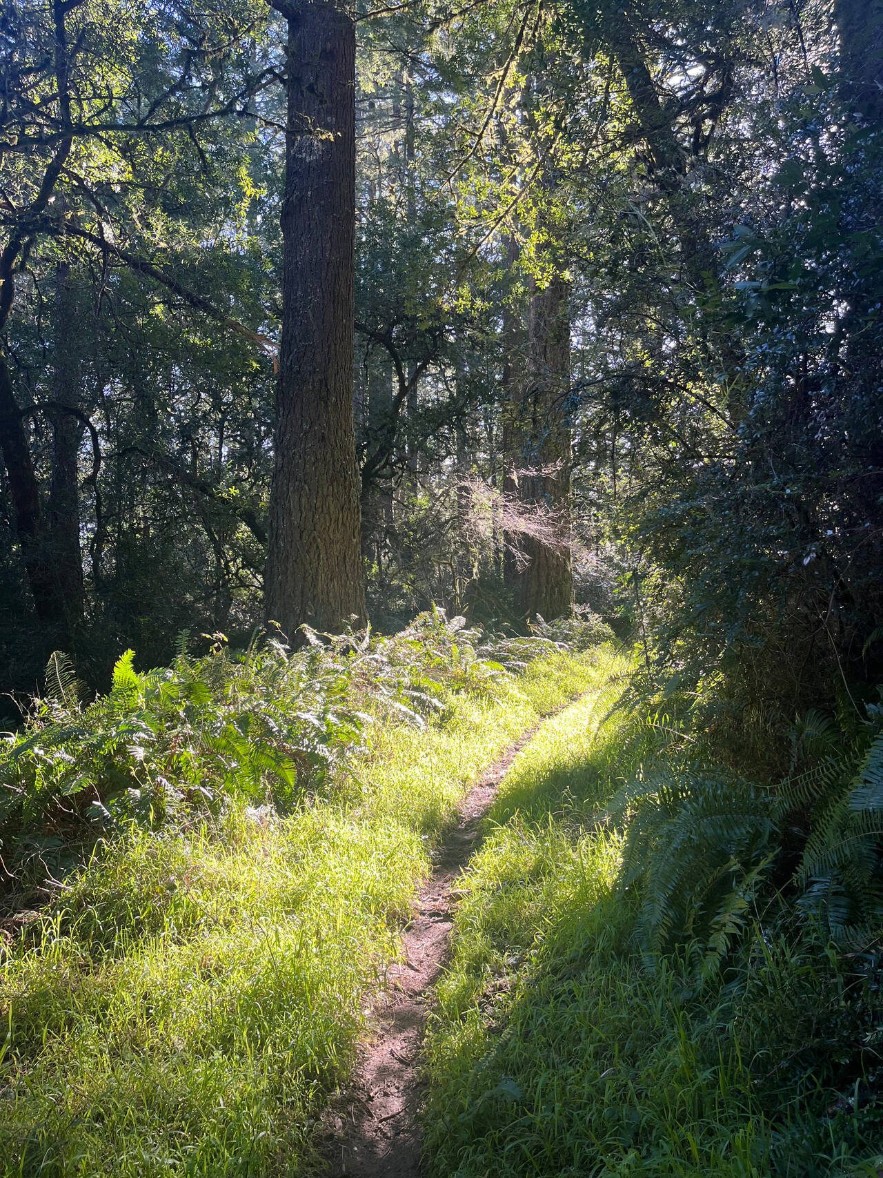 Sun shines through the trees, landing on lush grass that lines a single-track trail