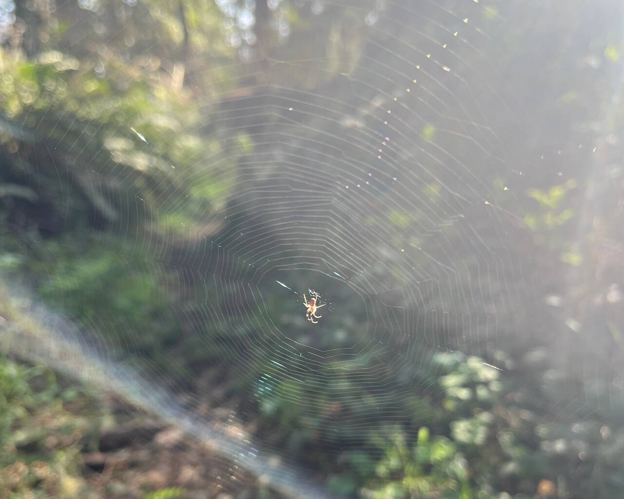 A spider web with spider at the center