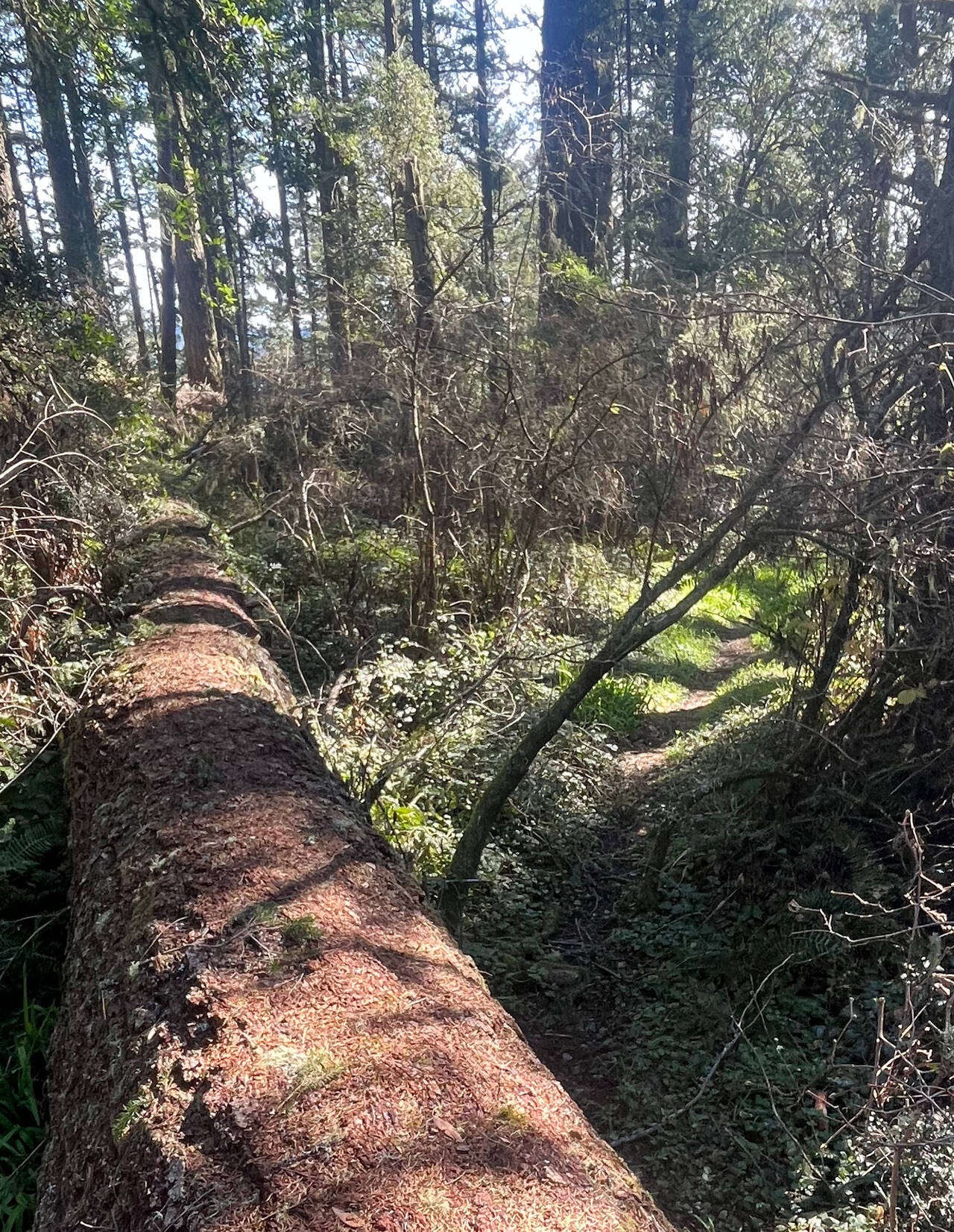 A six-foot-diameter redwood has fallen across the trail. The photographer stands atop it, photographing the corresponding six foot jump ahead.