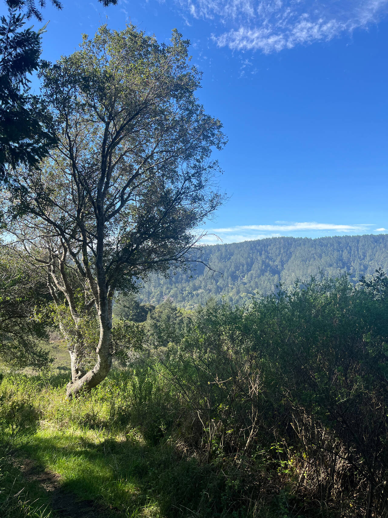 Looking past a sunny deciduous tree, back toward the ridge that separates the present ridge from the ocean. The sky is brilliant blue.