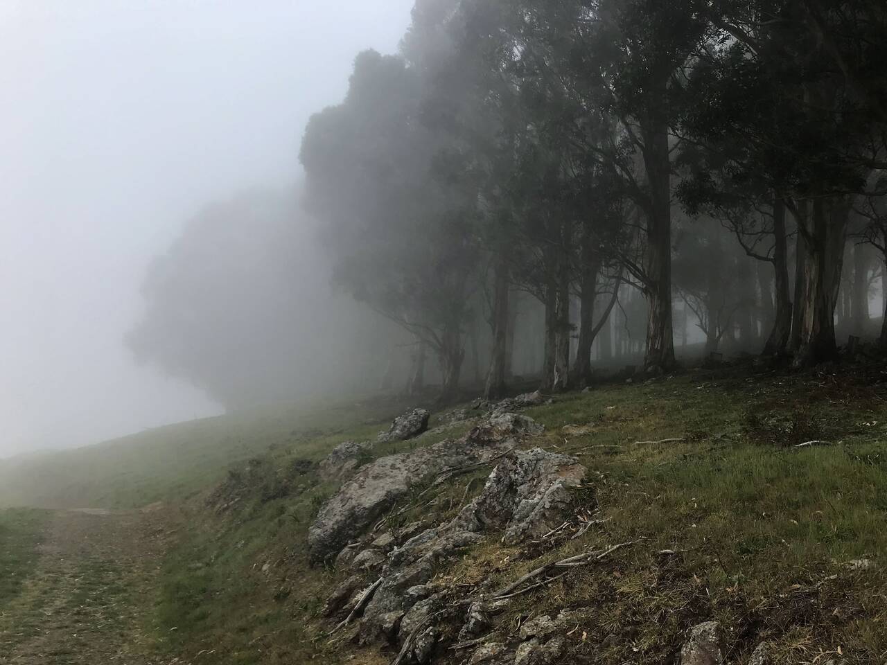 Eucalyptus trees shrouded in fog line the top of the hill